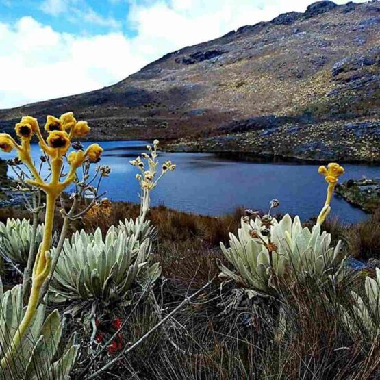 Tour Páramo Santurbán lagunas