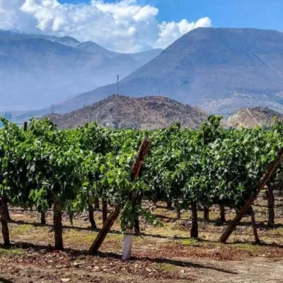 recorrer viñedo en villa de leyva